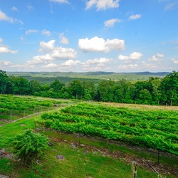 Stony Mountain Vineyards