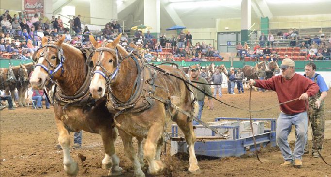 SOUTHERN NATIONAL DRAFT HORSE PULL